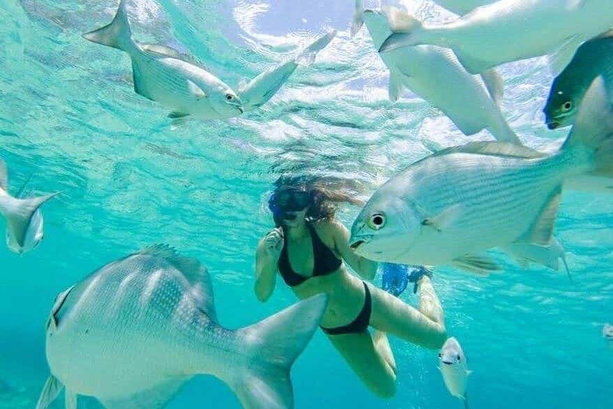 Cozumel snorkeling excursion thumbnail